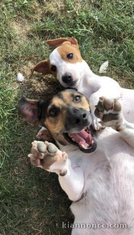 2 Femelles jack Russell stérilisées 