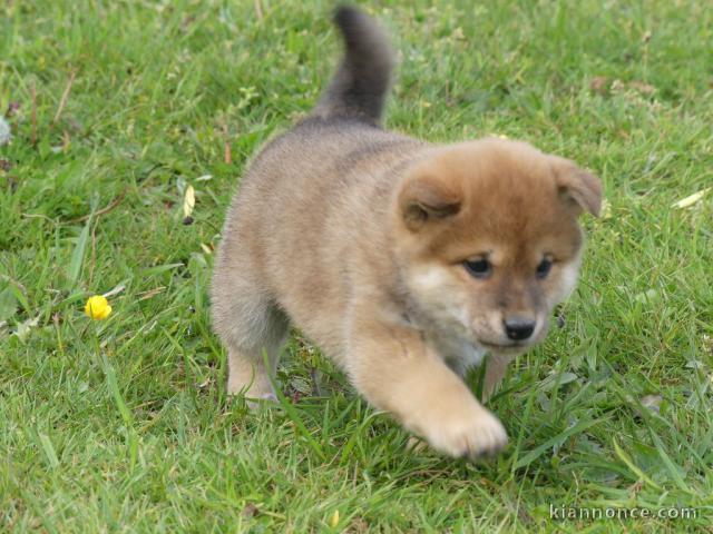 chiot shiba inu trois mois