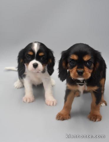 Magnifiques Chiots Cavalier King-charles 