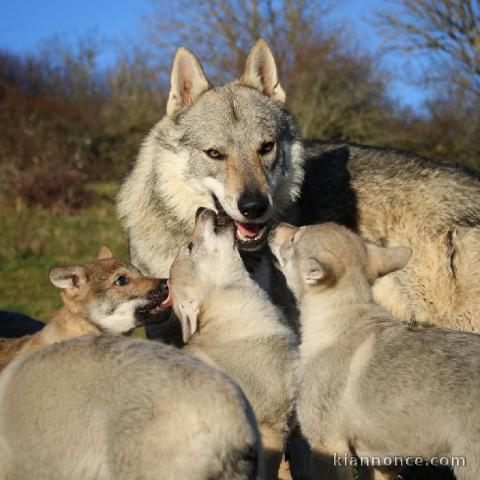 Chiots Chien-Loup Tchécoslovaque