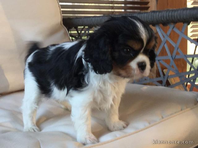 Donne femelle chiot cavalier king charles Spaniel