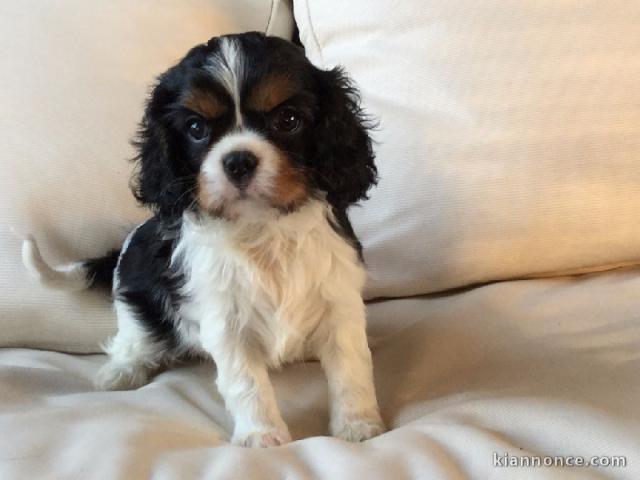 Donne femelle chiot cavalier king charles Spaniel