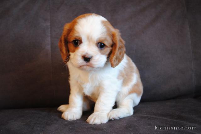 Donne femelle chiot cavalier king charles Spaniel