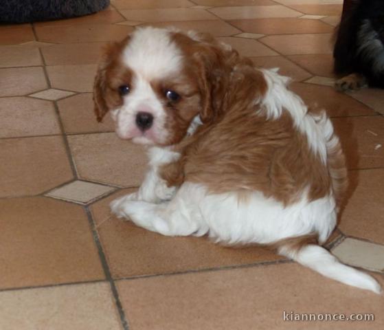 Donne femelle chiot cavalier king charles Spaniel