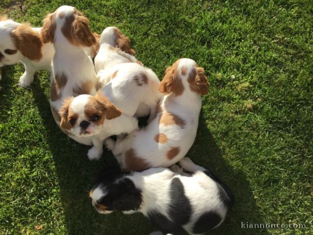 Chiots Chiots King Charles Spaniel