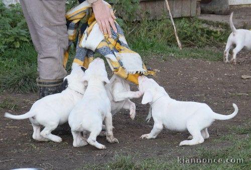 Chiots Dogo Argentino