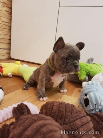 Adorables chiot Bouledogue Francais lof