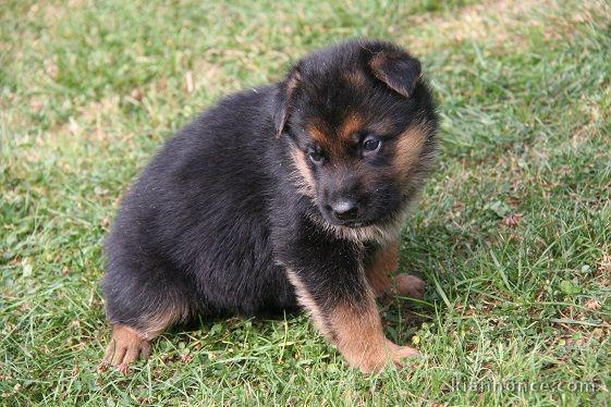 Donne chiot berger allemand femelle lof