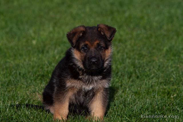 Donne chiot berger allemand femelle lof