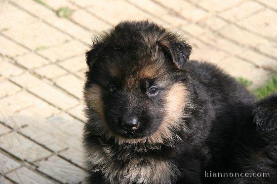 Donne chiot berger allemand femelle lof