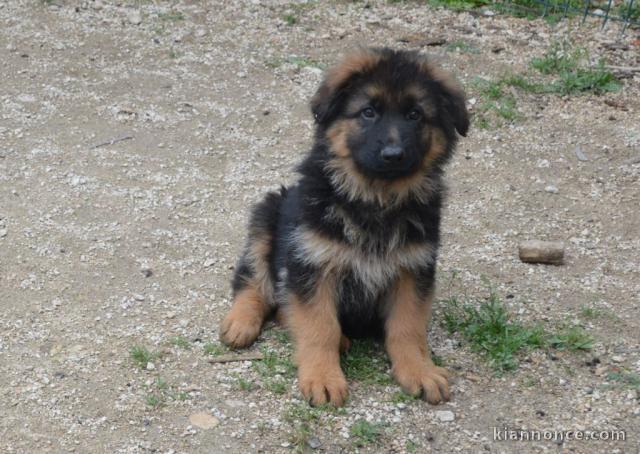 chiots Berger allemand LOF a donner