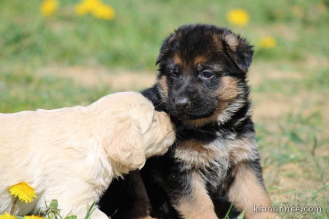 Chiots berger allemand femelle/mâle agé 3 mois a donné