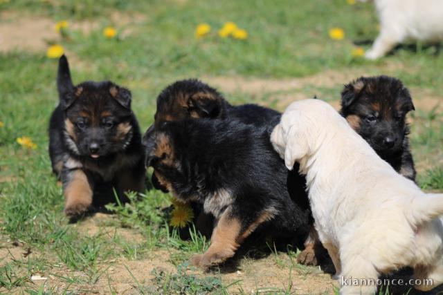 Chiots berger allemand femelle/mâle agé 3 mois a donné