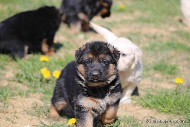 Chiots berger allemand femelle/mâle agé 3 mois a donné