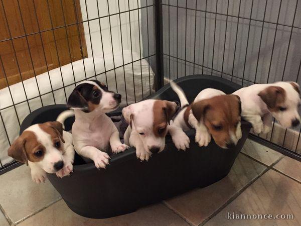 Sublimes Chiots Jack Russel Pure Race