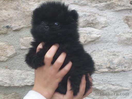 chiot spitz-spitz-nain-pomeranie trois mois