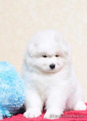 chiot samoyede trois mois