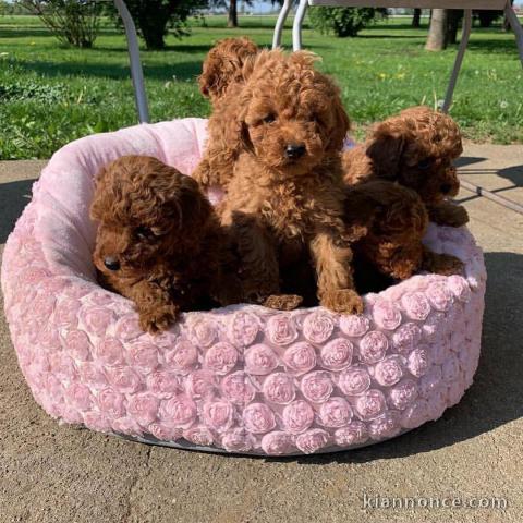 Chiots Caniche Toy prêts pour une nouvelle maison maintenant