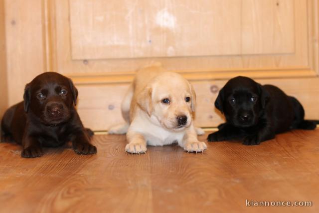 Magnifiques chiots labrador