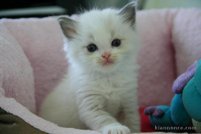 Adorables chatons ragdoll pour adoption.