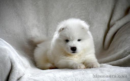 chiot samoyede trois mois