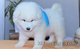 chiot samoyede trois mois