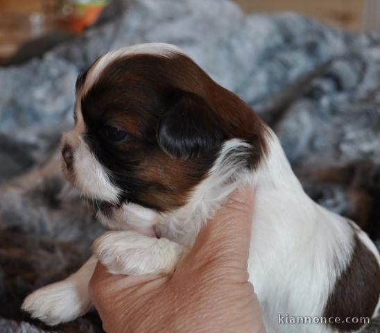 chiot shih-tzu trois mois