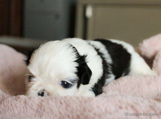 chiot shih-tzu trois mois