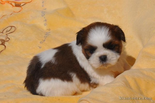 chiot shih-tzu trois mois