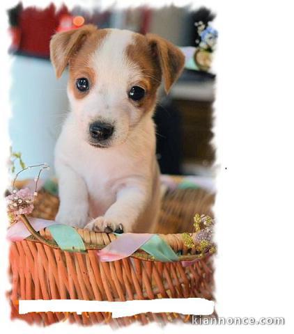 Mignon chiot jack russell 