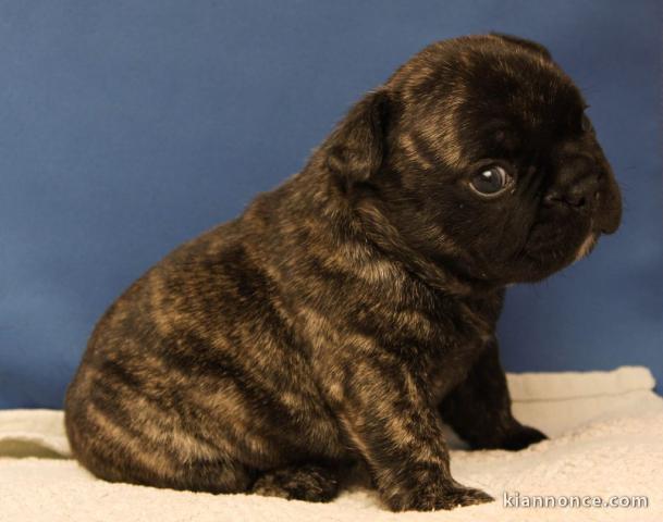 Adorable chiot   Bouledogue Français à donner