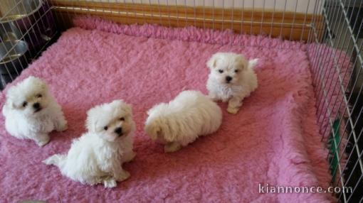 A donner Chiots bichon maltais+