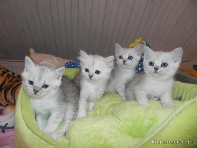 A donner chatons british shorthair 