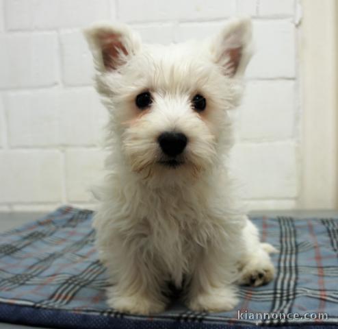 chiot westie trois mois