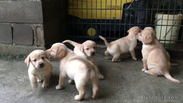 Adorable chiot Labrador  a donner