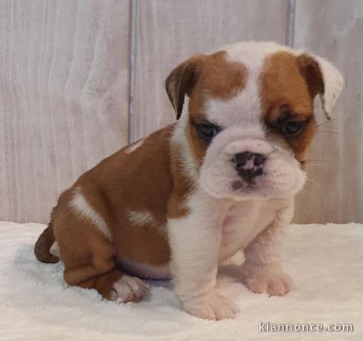 Adorable chiot   Bulldog Anglais a donner