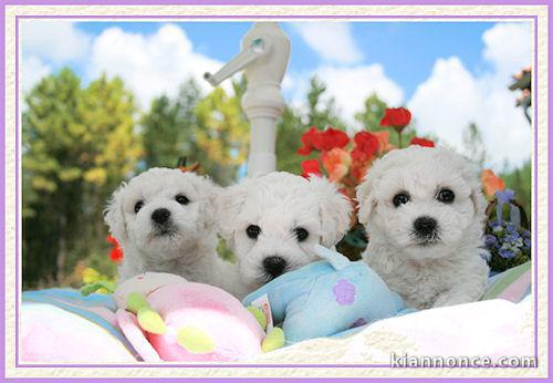 Adorables chiots Bichon frisé a donner 