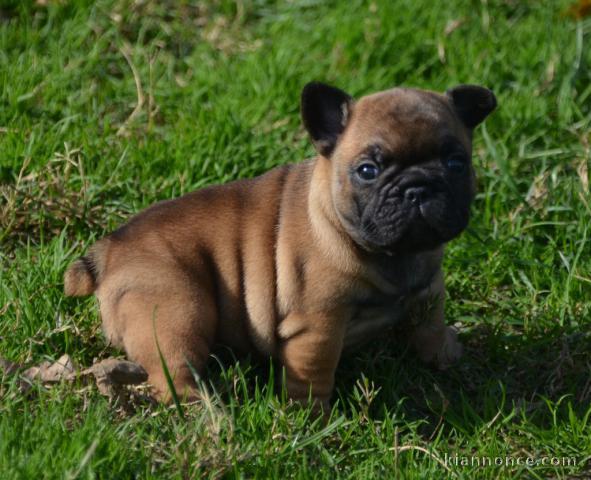 chiot boulodogue fancais trois mois