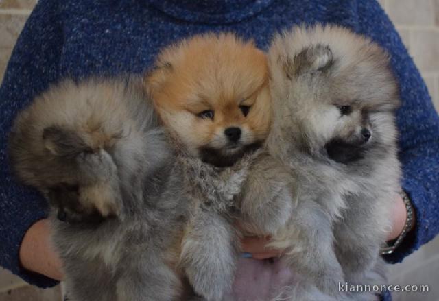 A donner Magnifiques chiots spitz nain