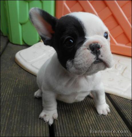 A donner chiots bouledogue français