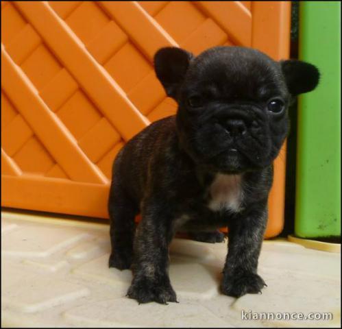 A donner chiots bouledogue français