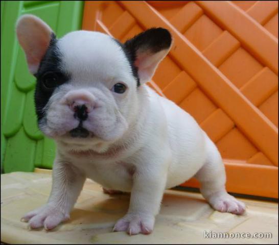 A donner chiots bouledogue français