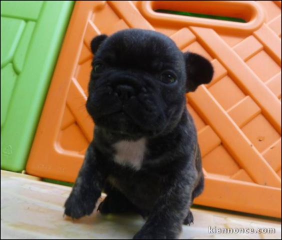 A donner chiots bouledogue français