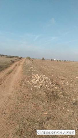 VENTE TERRAIN DE 5 HECTARES A SIDI RAHAL