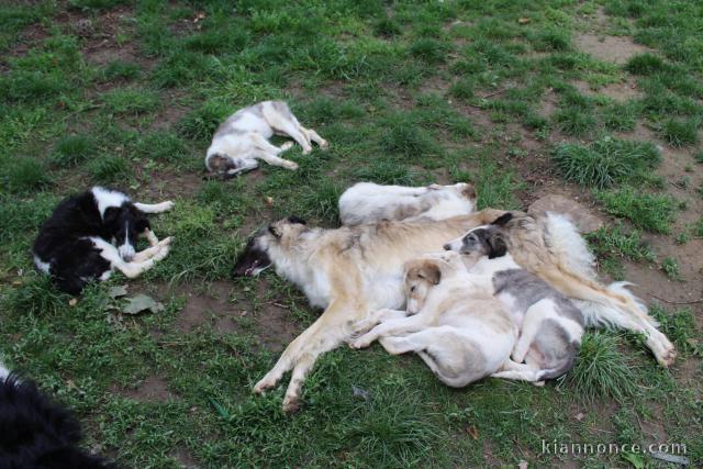 Chiots Barzoi Adoption