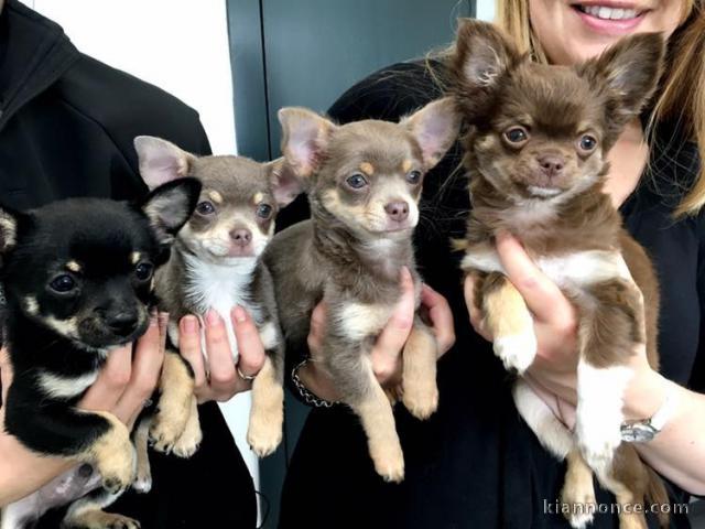 jolis chiots chihuahua a donner 