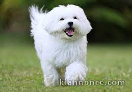 A DONNER Adorable Femelle chiot Bichon Maltais