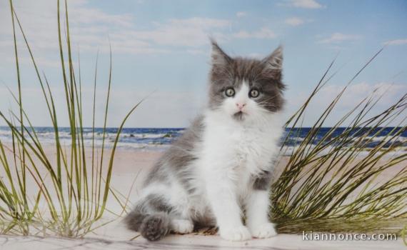   A céder chaton maine coon femelle non loof