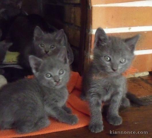 A donner chatons Chartreux 