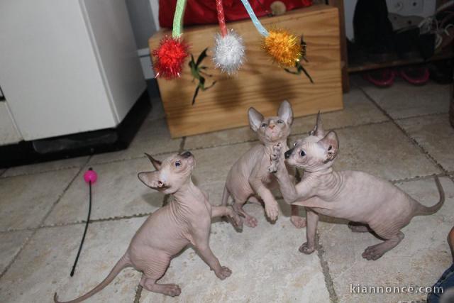 A donner chatons sphynx 